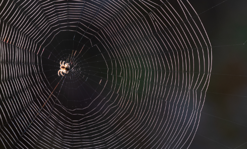 Harika İlhamlara Vesile Olan Örümcekler